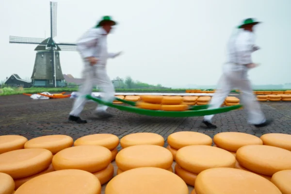 Festiwal Tulipanów i Niderlandzkie sery
