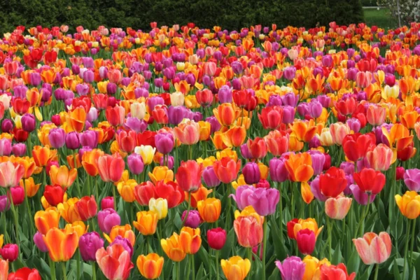 Floralia - wystawa kwiatów w Brukseli