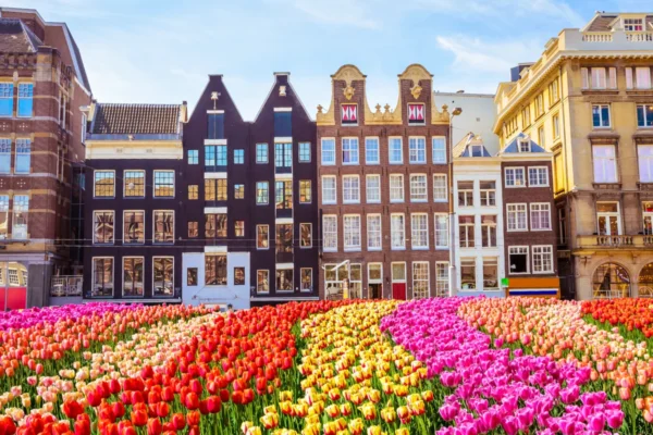 Wielkanocny festiwal tulipanów + Amsterdam